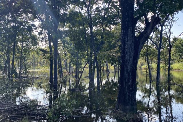 Spotting Tigers and Insights: Adventures in Synthesis