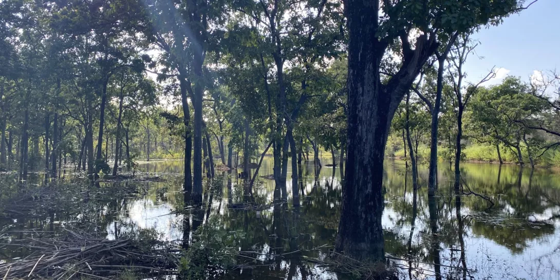 Spotting Tigers and Insights: Adventures in Synthesis